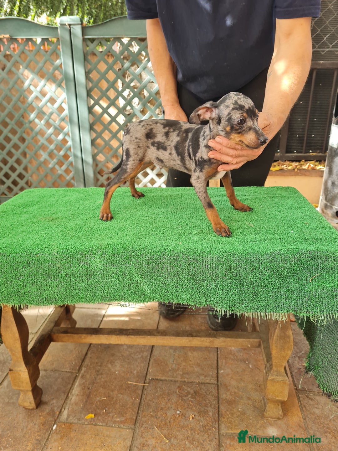 Ratón de Praga perros en venta: Raton de praga - Imagen 11