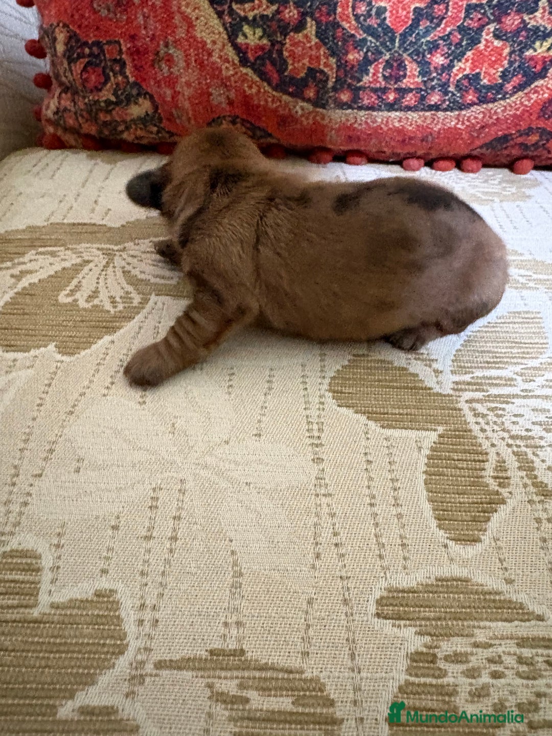 Teckel Miniatura perros en venta: Teckel miniatura Merle chocolate precioso macho  - Anuncio 4