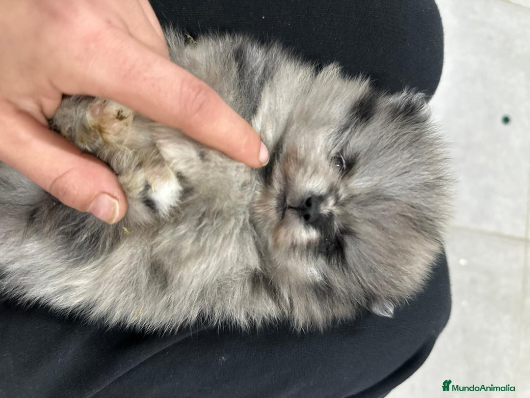 Pomerania perros en venta: Pomerania cara de oso Minitoy  - Anuncio 4