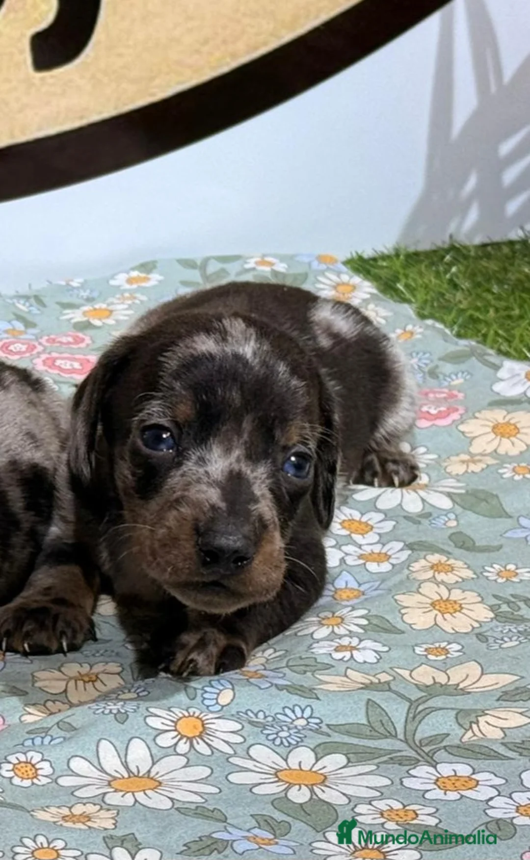 Teckel Miniatura perros en venta: Teckel miniatura - Anuncio 1