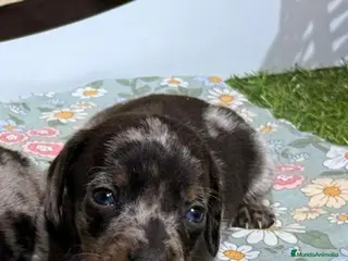 Teckel Miniatura perros Teckel miniatura - Anuncio 1