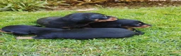 Teckel Miniatura perros en venta: Cachorros de teckel miniatura  - Anuncio 3