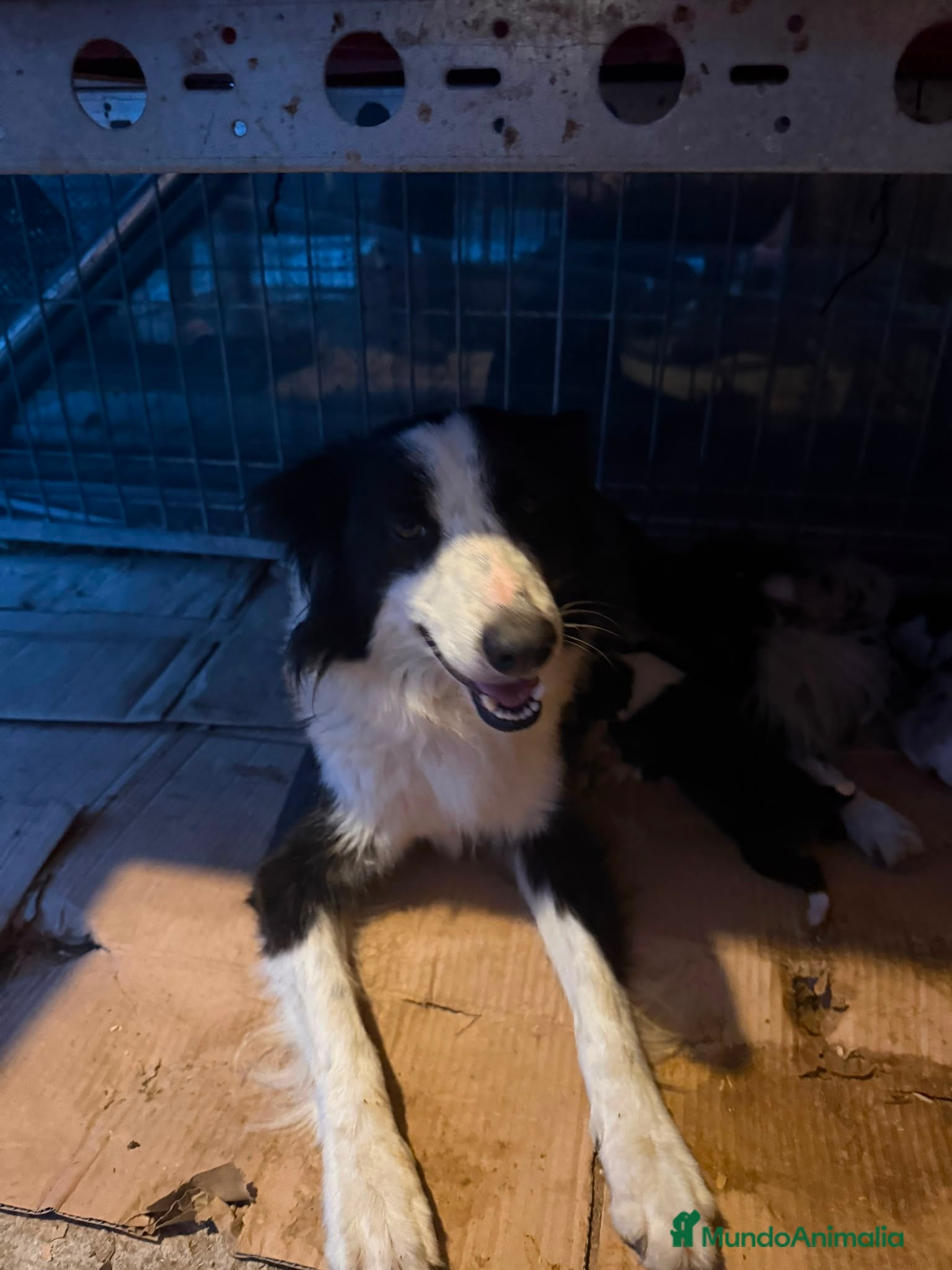 Border Collie perros Cachorros Border colie  - Anuncio 2