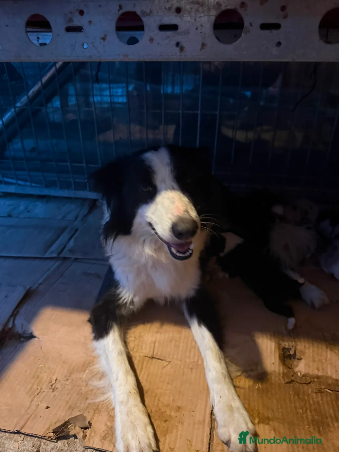Border Collie perros en venta: Cachorros Border colie  - Anuncio 1