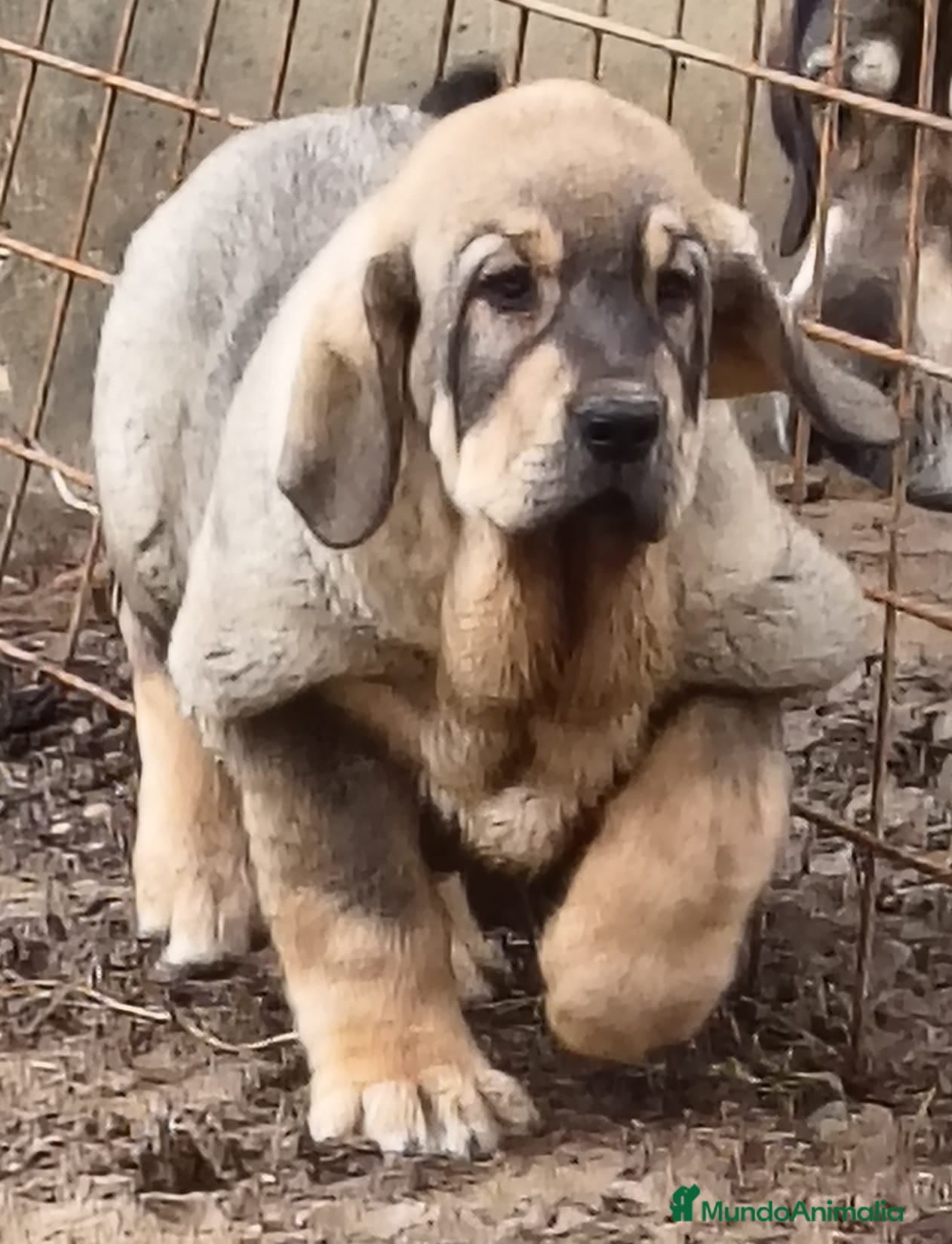 Mastín Español perros Mastín leones  - Anuncio 16