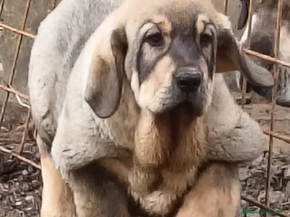 Mastín Español perros Mastín leones - Anuncio 11