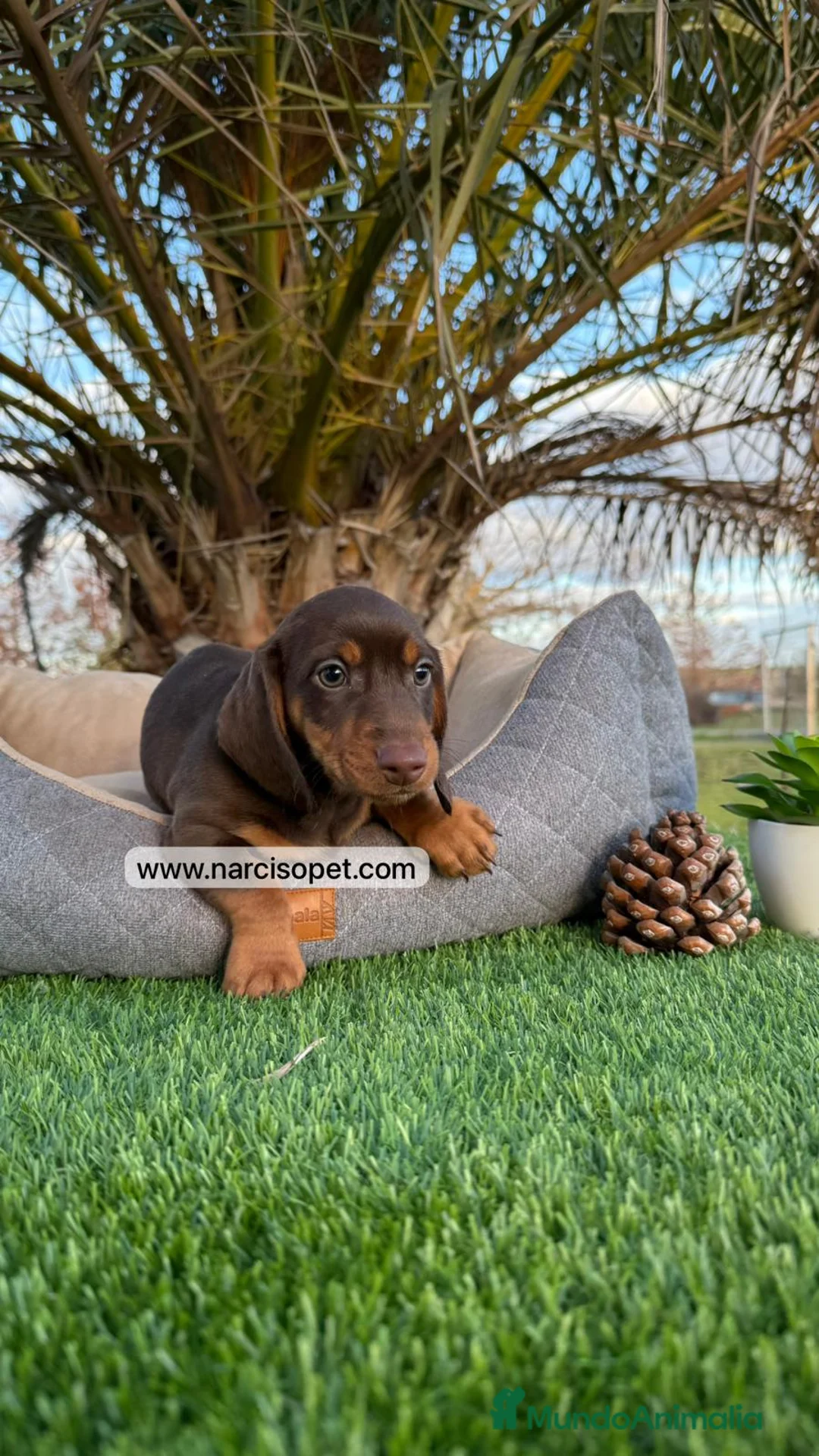 Teckel Miniatura perros en venta: CAMADA TECKEL CHOCOLATE - Anuncio 7