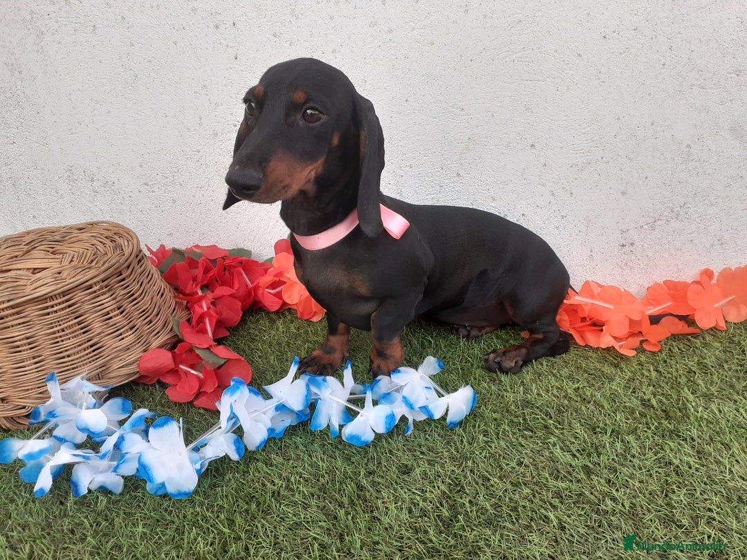Teckel perros en venta: Preciosos TECKEL  - Imagen 5