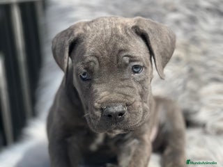 Cane Corso perros - Anuncio 3