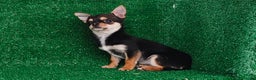 Chihuahua perros en venta: Chihuahua toy - Anuncio 2
