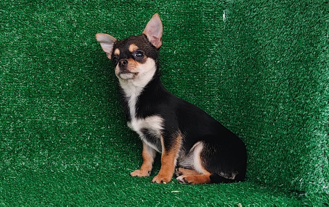 Chihuahua perros en venta: Chihuahua toy - Anuncio 2