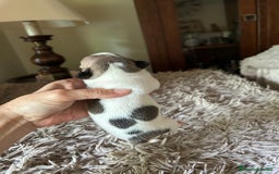 Bulldog Francés perros en venta: Bulldog francés  - Imagen 7
