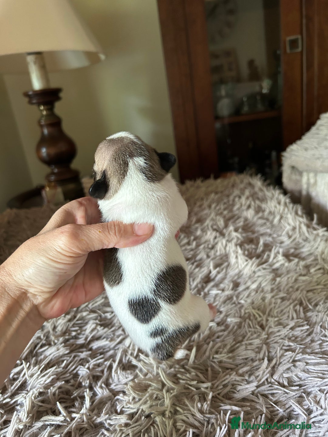 Bulldog Francés perros en venta: Bulldog francés  - Imagen 7