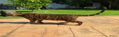 Bengalí 1