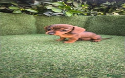 Teckel Miniatura perros en venta: teckel miniatura  - Imagen 19