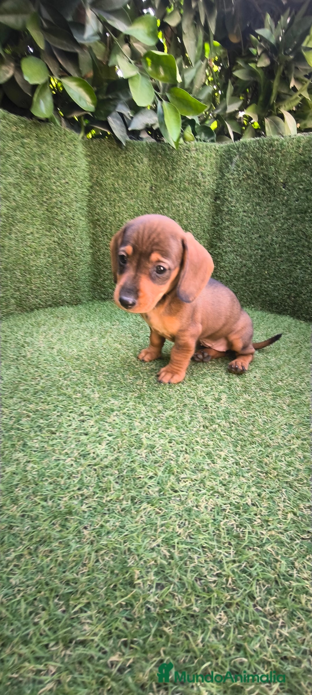 Teckel Miniatura perros en venta: teckel miniatura  - Imagen 19