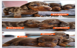 Teckel perros en venta: 🌟 Frisco, Calypso, Pau y Sunny 🐾Mini Teckels 🍫✨ - Imagen 1