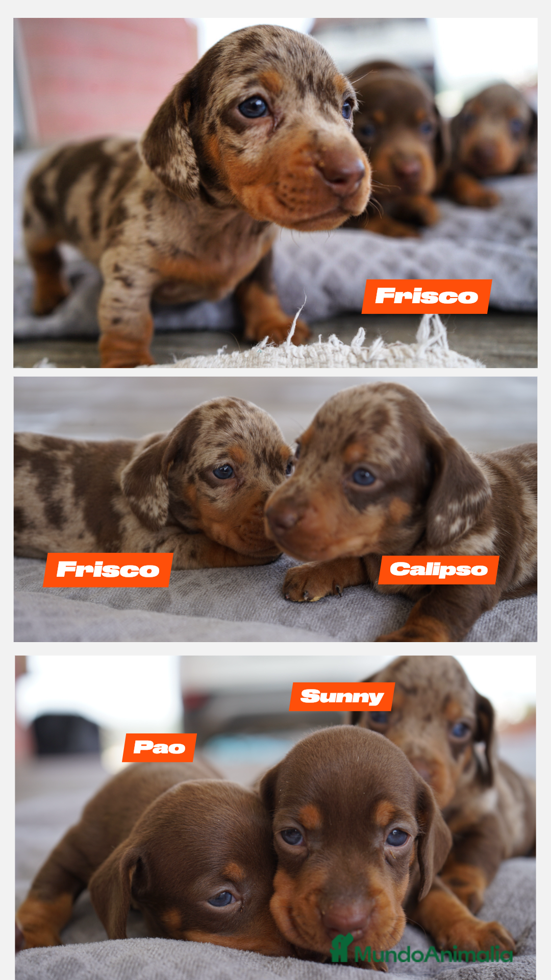 Teckel perros en venta: 🌟 Frisco, Calypso, Pau y Sunny 🐾Mini Teckels 🍫✨ - Imagen 1