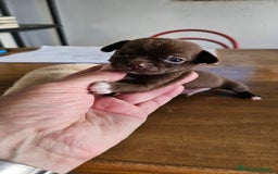 Chihuahua perros en venta: Preciosos chihuahuas mini - Imagen 1