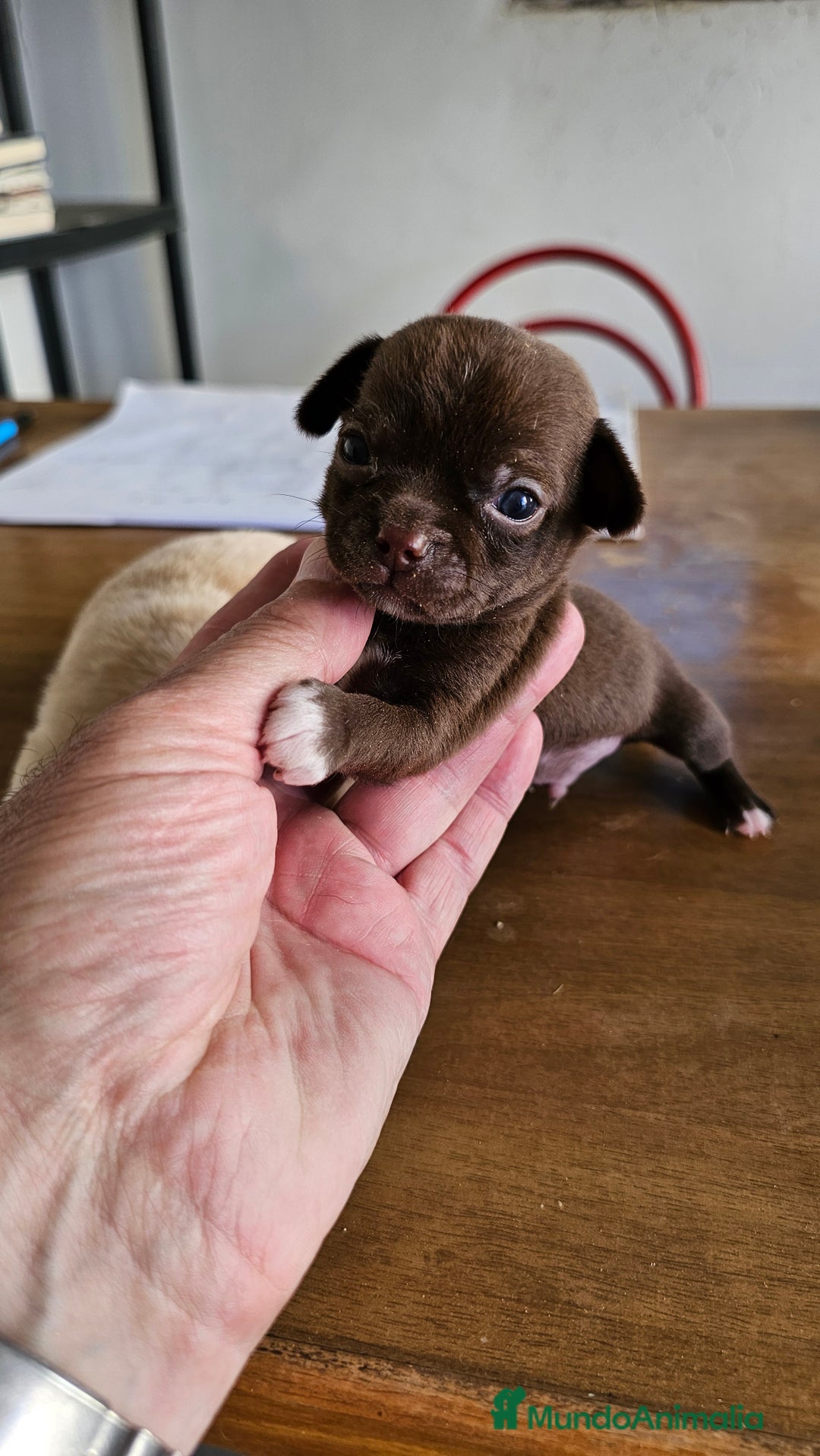 Chihuahua perros en venta: Preciosos chihuahuas mini - Imagen 1