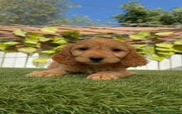 Otras razas perros en venta: Cockapoo hembra - Imagen 8