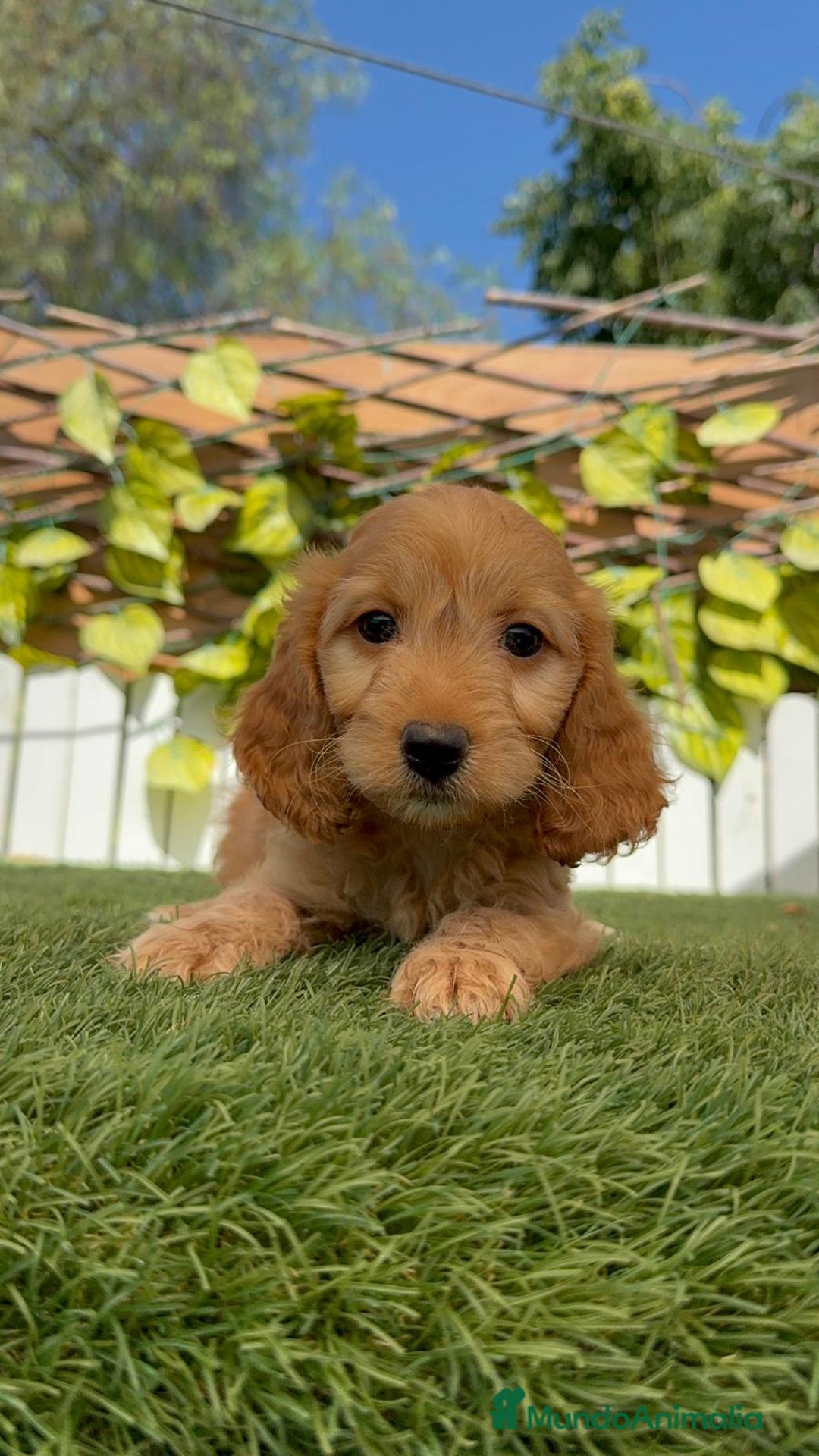 Otras razas perros en venta: Cockapoo hembra - Imagen 8