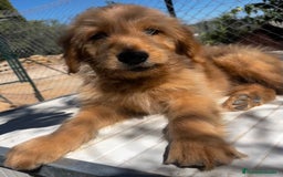 Goldendoodle perros en venta: Goldendoodle  - Imagen 9