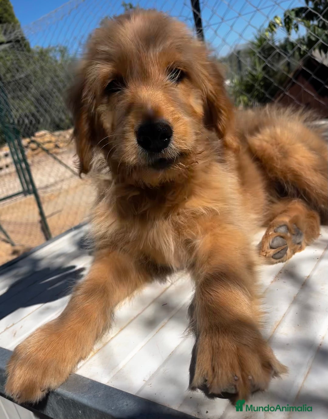 Goldendoodle perros en venta: Goldendoodle  - Imagen 9