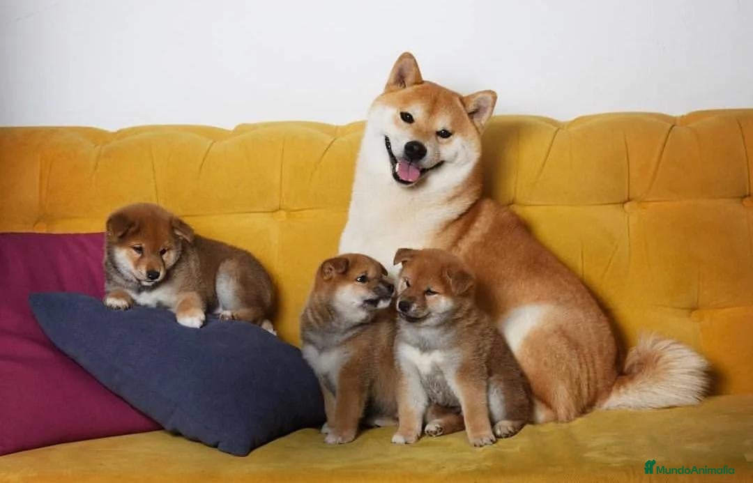 Shiba Inu perros Shiba Inu - Anuncio 5