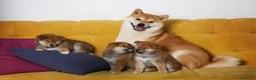 Shiba Inu perros en venta: Shiba Inu - Anuncio 1