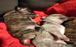 Chihuahua perros en venta: Cachorros chihuahua - Imagen 2