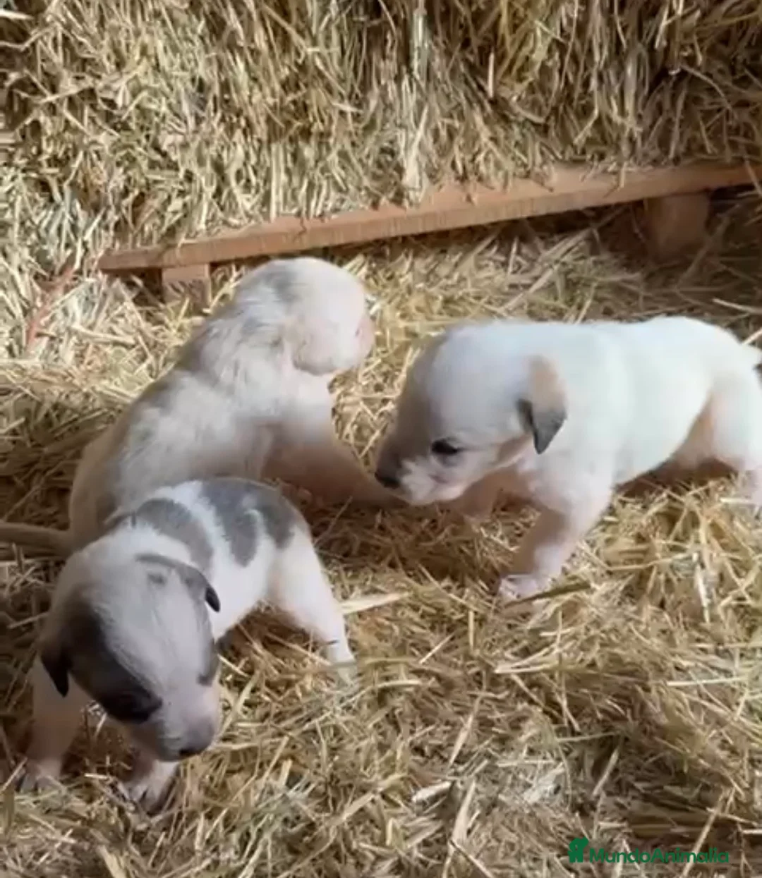 Mastín Español perros en venta: 250€ precio real!! SOLO HOY!mastin - Anuncio 3