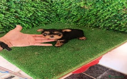 Yorkshire Terrier perros en venta: 🐾✨ Mini Yorkshire Toy Macho – ¡De Bolsillo! ✨🐾 - Imagen 5