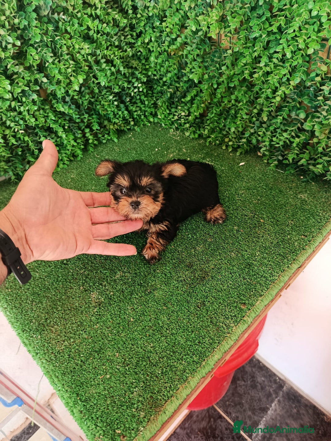 Yorkshire Terrier perros en venta: 🐾✨ Mini Yorkshire Toy Macho – ¡De Bolsillo! ✨🐾 - Imagen 5