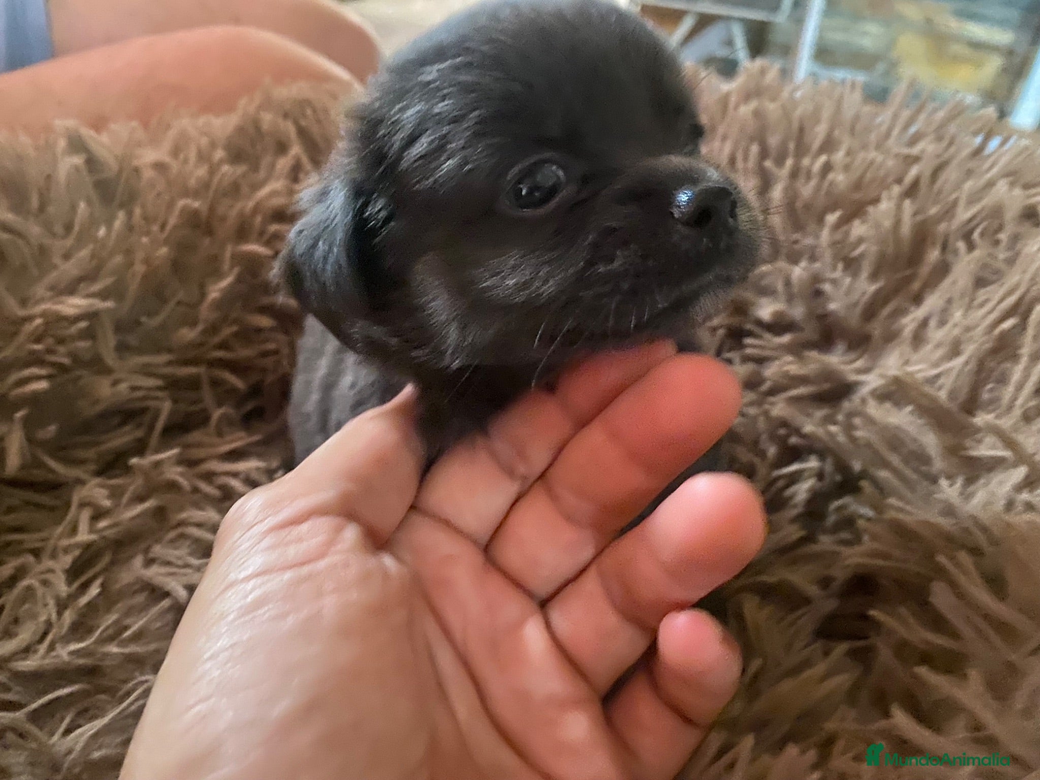 Chihuahua perros Chihuahua pelo largo machito  - Anuncio 1