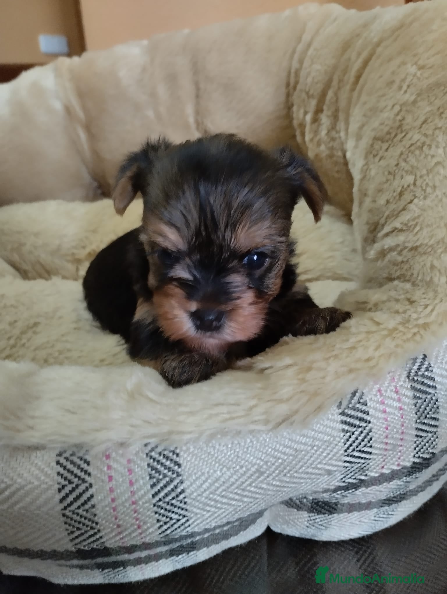 Yorkshire Terrier perros en venta: Yorkshire terrier toy  - Anuncio 6