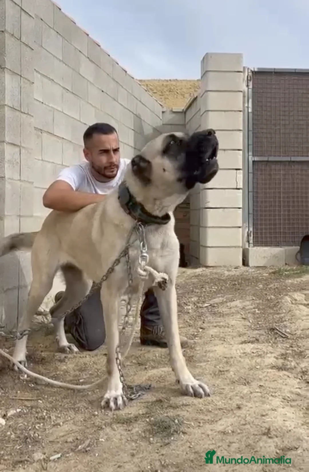 Mastín Español perros en venta: Cachorros kangal turco panther pedigree - Anuncio 2