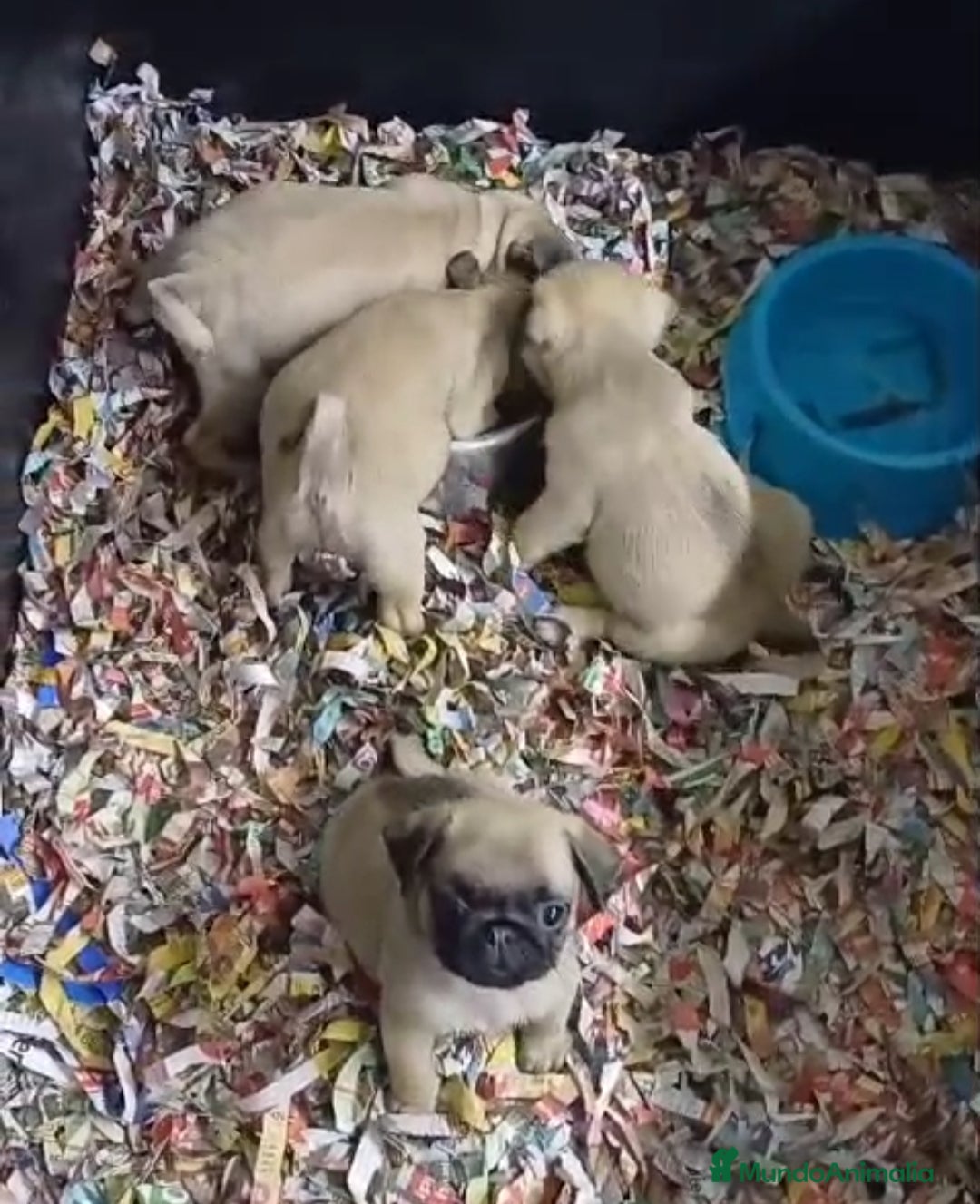 Carlino - Pug perros Cachorrito de Carlino  - Anuncio 2