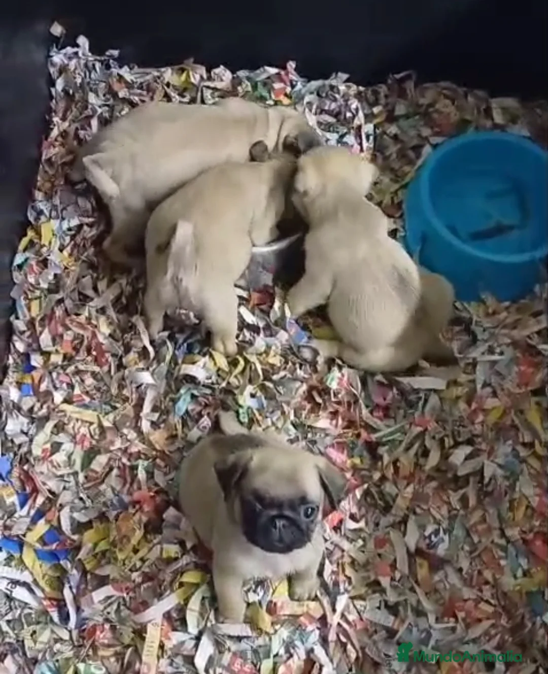 Carlino - Pug perros en venta: Cachorrito de Carlino  - Anuncio 2