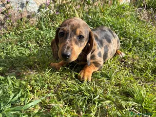 Teckel Miniatura perros Teckel miniatura - Anuncio 1