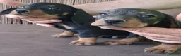 Teckel Miniatura perros en venta: Teckel - Anuncio 1