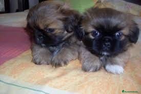Pekinés perros Pekines - Anuncio 1