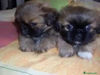Pekinés perros Pekines - Anuncio 1