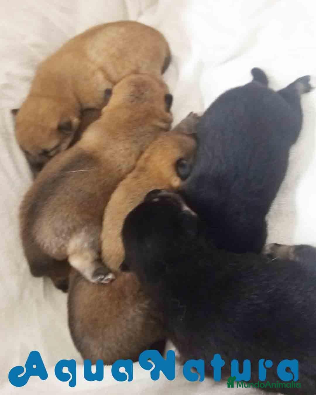 Shiba Inu perros en venta: Camada SHIBA INU de Mar y Simbad - AQUANATURA - Anuncio 2
