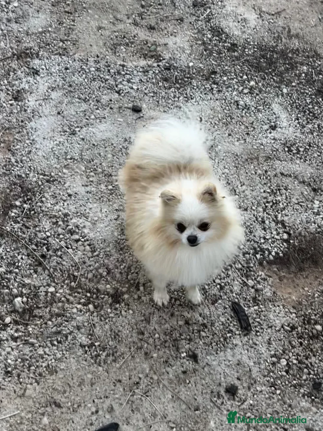 Pomerania perros en venta: Pomerania mini - Anuncio 5
