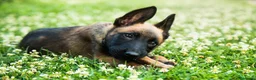 Pastor Belga Malinois perros en venta: Malinois disponibles 🔥 - Anuncio 1