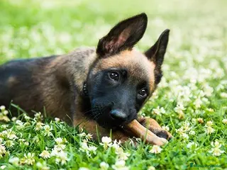 Pastor Belga Malinois perros Malinois disponibles 🔥 - Anuncio 1
