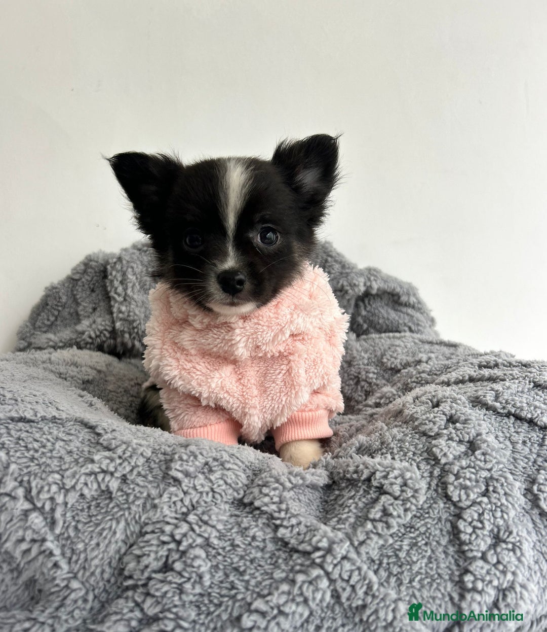 Pomchi perros en venta: Pomchi - Imagen 2