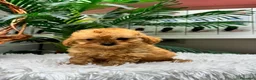 Caniche Toy perros en venta: CANICHE TOY - Anuncio 12