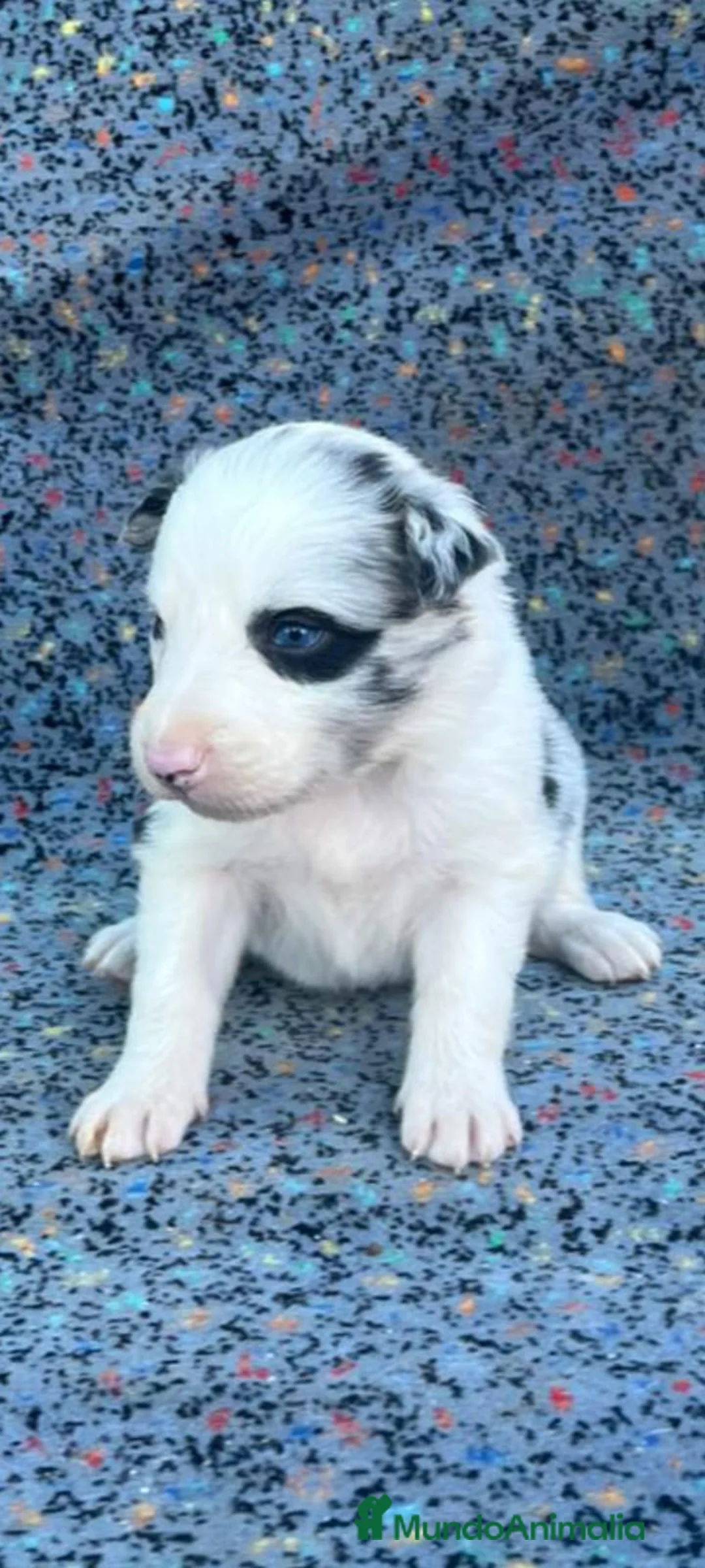 Border Collie perros en venta: Border collie  - Anuncio 7